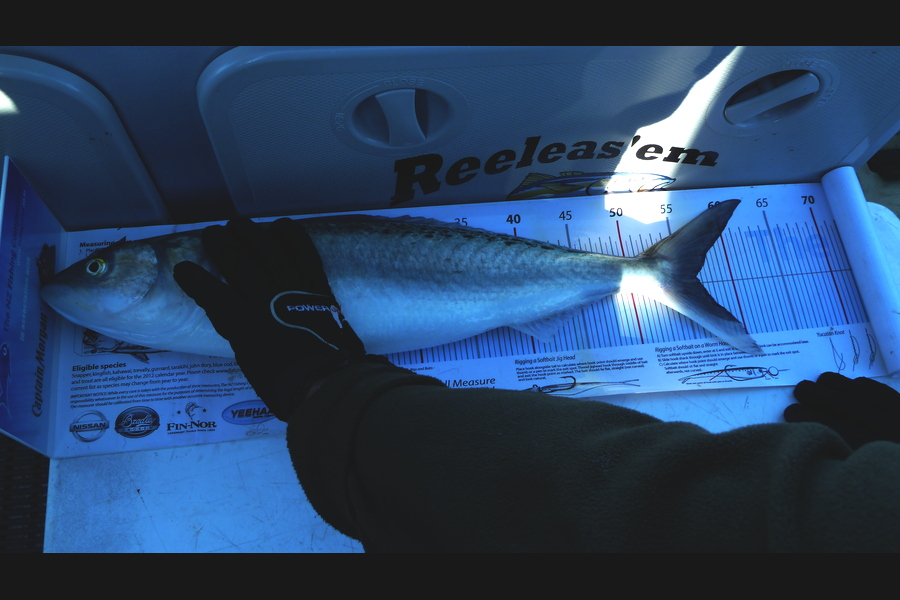 Brian Fensom caught this 56.5cm Kahawai at D'urville Island during The Export NZ Fishing Competition