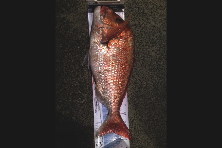Tihomir Todorv caught this 72.0cm Snapper at Little Barrie  during The Export NZ Fishing Competition