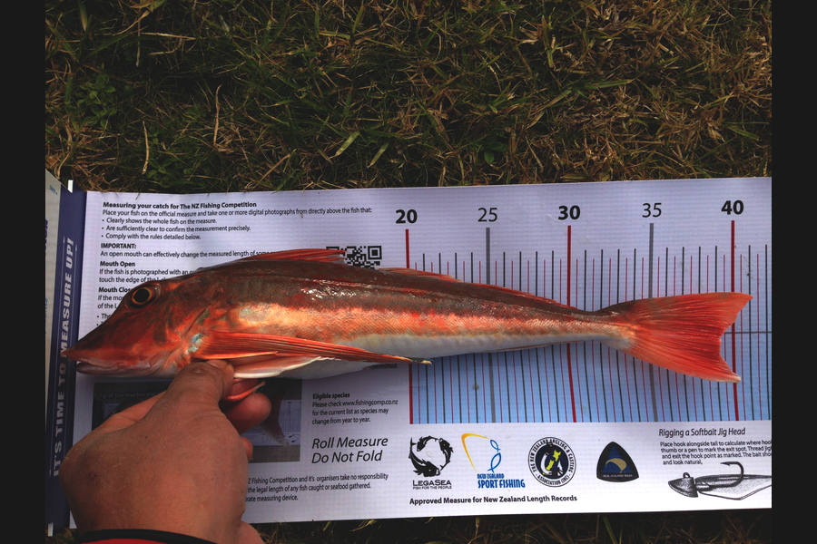 Ian Pedersen caught this 39.0cm Gurnard at Pukahina,BOP during The Export NZ Fishing Competition