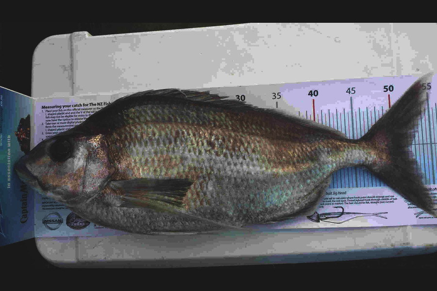 Tina  Williams-Swann caught this 52.0cm Tarakihi at Gisborne during The Export NZ Fishing Competition