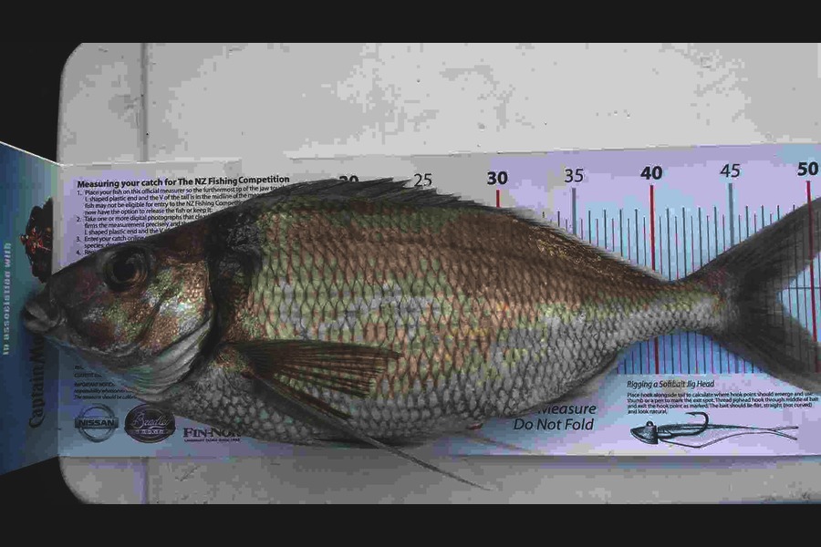 Tina  Williams-Swann caught this 48.0cm Tarakihi at Gisborne during The Export NZ Fishing Competition