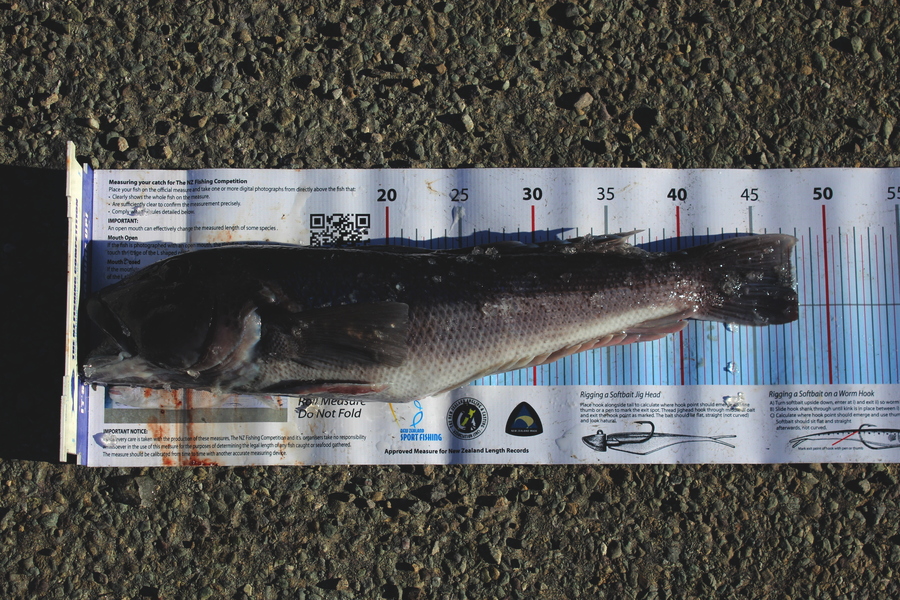 Mark Cotton caught this 47.5cm Blue Cod at Tasman Bay during The Export NZ Fishing Competition