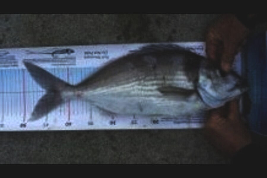 Graeme Mckay caught this 45.0cm Tarakihi at gisborne during The Export NZ Fishing Competition