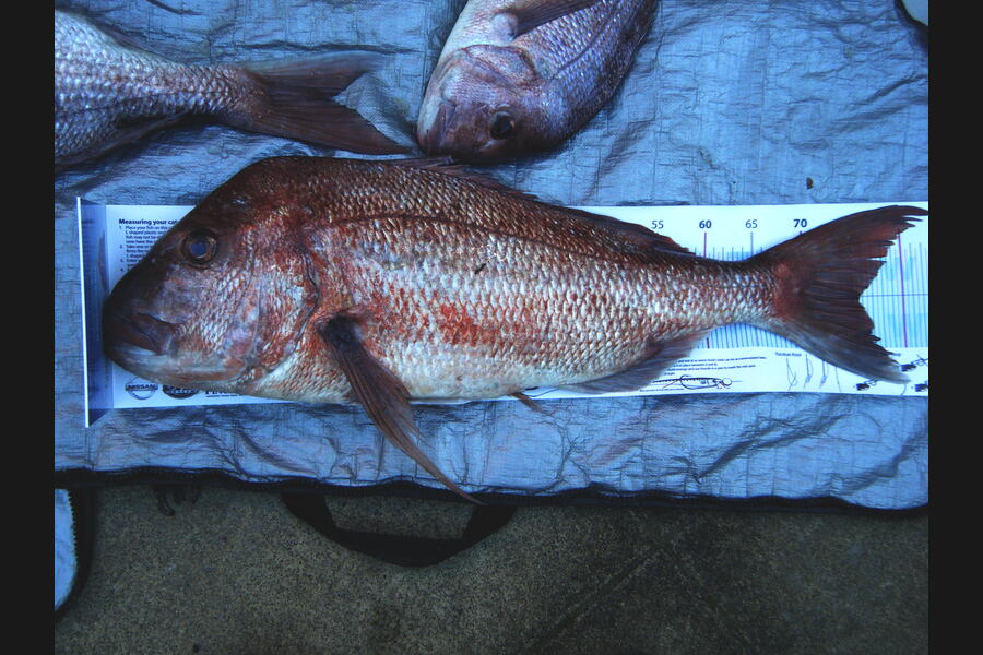 Shane Cameron caught this 75.5cm Snapper at Barrier during The Export NZ Fishing Competition