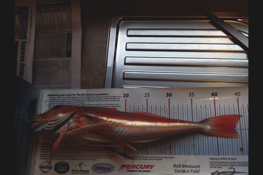 Jeff Holden caught this 43.5cm Gurnard at Delaware Bay during The Export NZ Fishing Competition