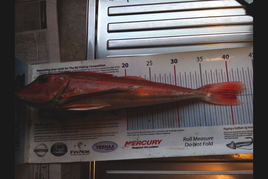 Jeff Holden caught this 41.0cm Gurnard at Cable Bay Nelson during The Export NZ Fishing Competition