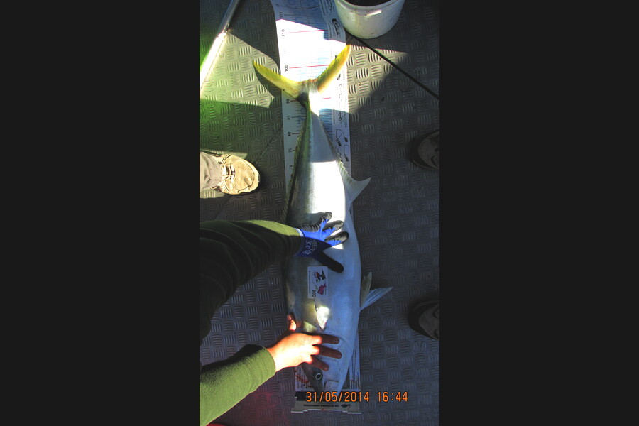 Donna Theobald caught this 96.0cm Kingfish at Durville Island during The Export NZ Fishing Competition
