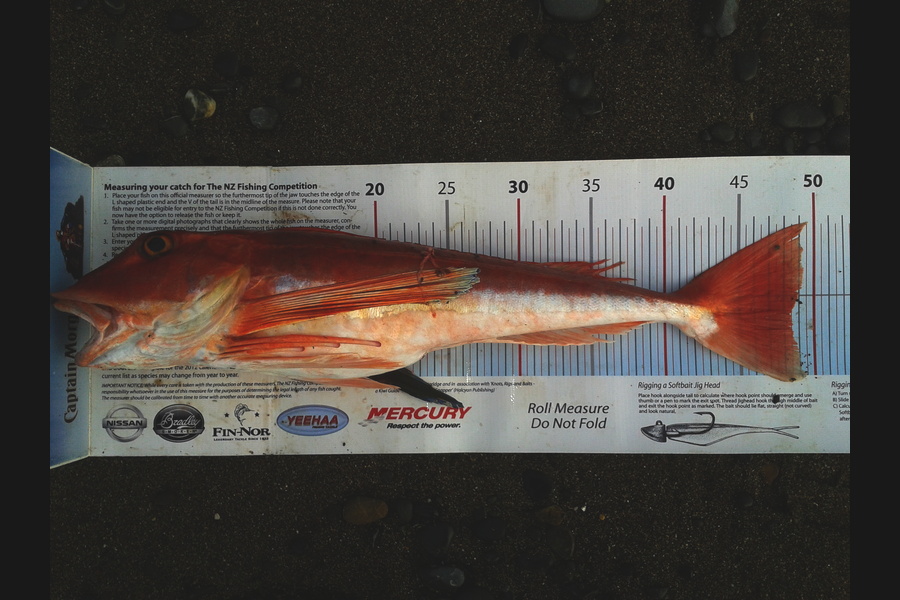 Mike  Johnston caught this 48.0cm Gurnard at Kapiti during The Export NZ Fishing Competition