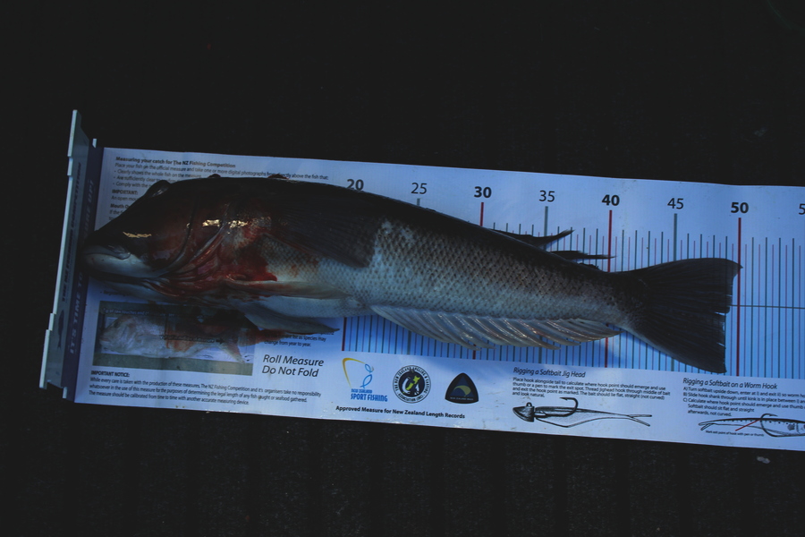 Mark Cotton caught this 49.0cm Blue Cod at Tasman Bay during The Export NZ Fishing Competition