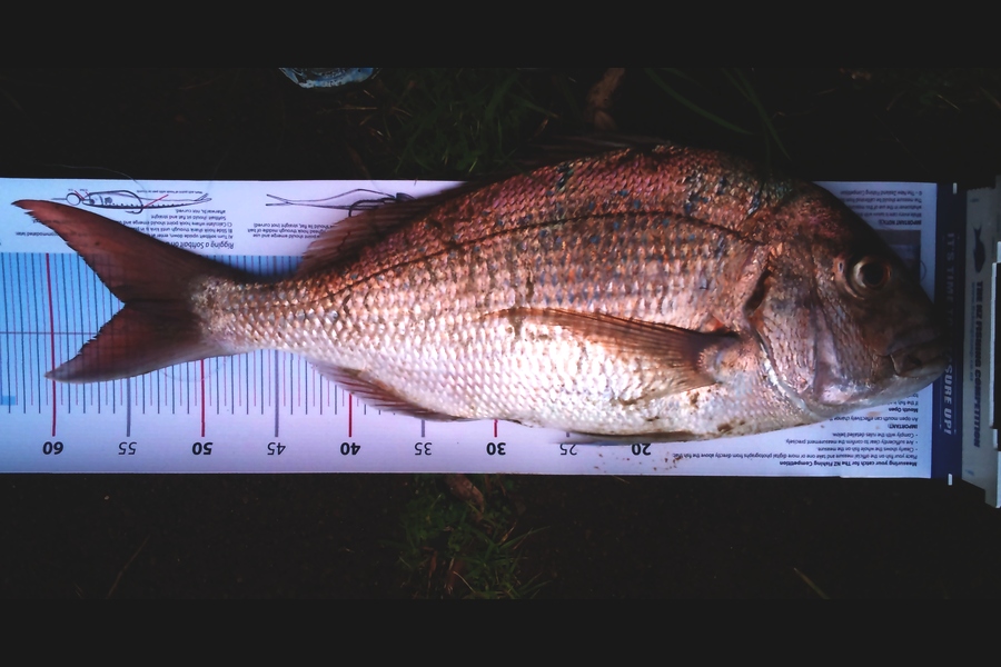 dorothy holder caught this 55.0cm Snapper at Houhora Harbour during The Export NZ Fishing Competition