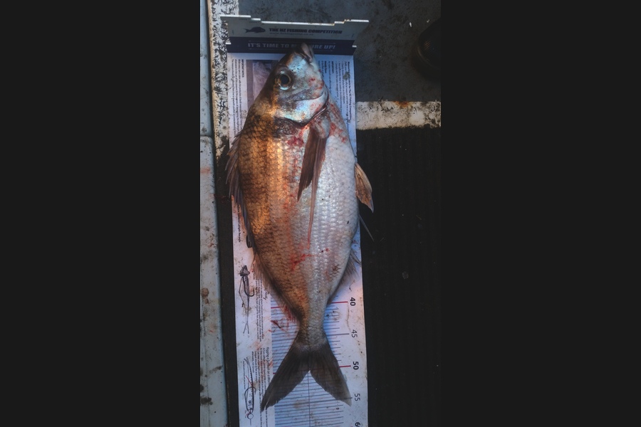 Gavin Henderson caught this 49.5cm Tarakihi at kapiti during The Export NZ Fishing Competition