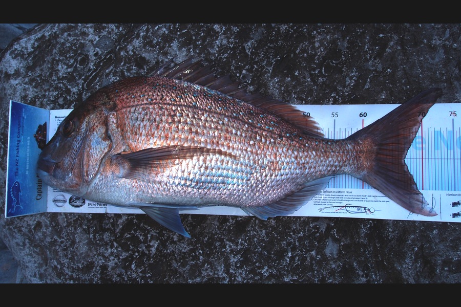 Barry Williams caught this 67.0cm Snapper at Ti Point during The Export NZ Fishing Competition