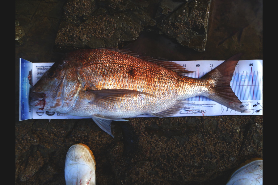 Owen Wills caught this 71.5cm Snapper at coromandel during The Export NZ Fishing Competition