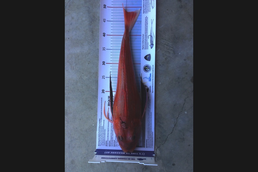 Phil  Goad caught this 48.0cm Gurnard at Cable bay during The Export NZ Fishing Competition