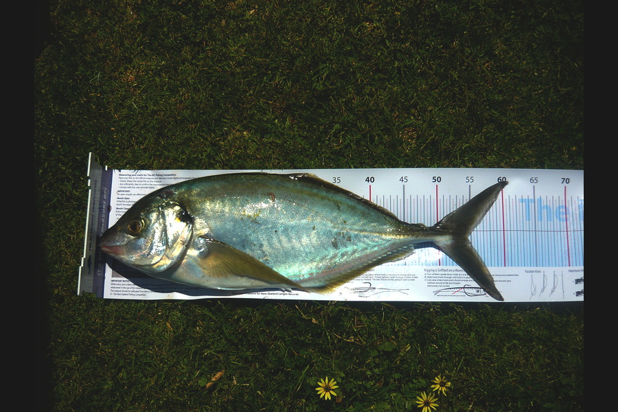 Shane Kaina caught this 54.5cm Trevally at Coromandel during The Export NZ Fishing Competition