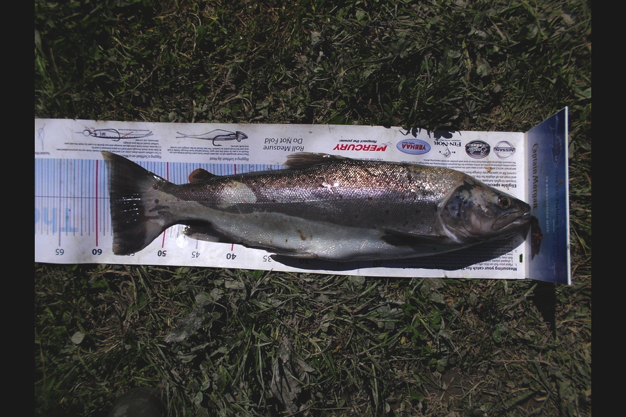 Johnny Huynen caught this 58.0cm Trout at Wairarapa during The Export NZ Fishing Competition