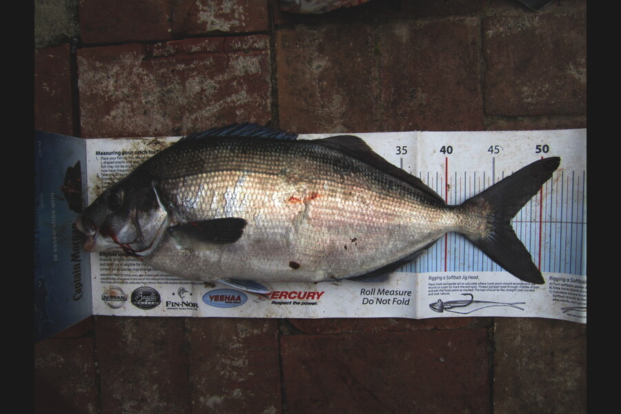 Ollie Gale caught this 46.5cm Blue Moki at banks peninsula during The Export NZ Fishing Competition