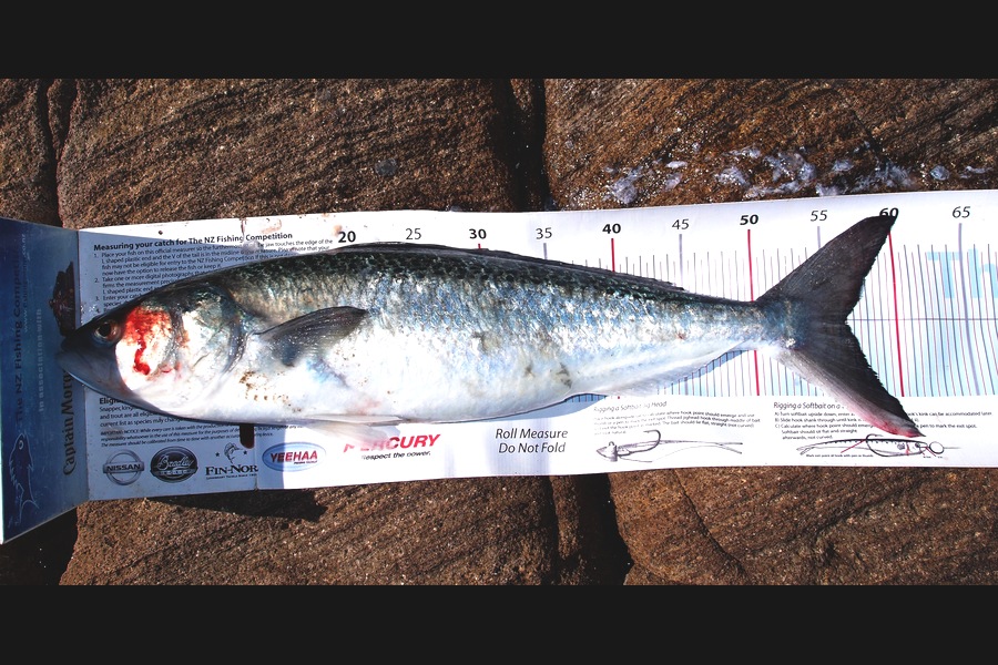 Barry Williams caught this 56.5cm Kahawai at Coromandel during The Export NZ Fishing Competition
