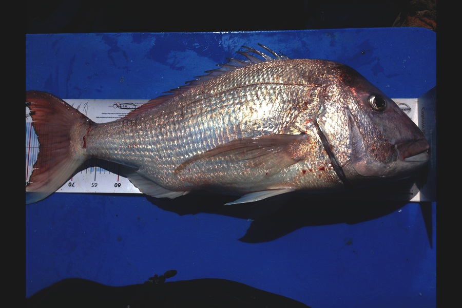 Tony Wiles caught this 77.5cm Snapper at Cape Karikari during The Export NZ Fishing Competition