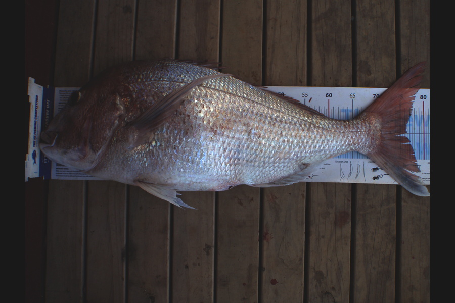 Mick Preston caught this 76.0cm Snapper at Mokau during The Export NZ Fishing Competition
