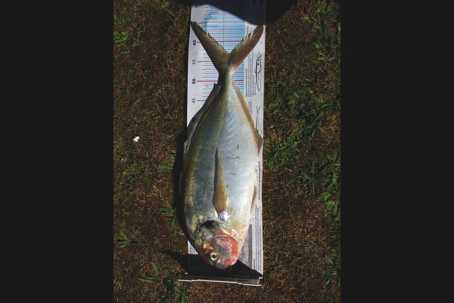 Daniel Primmer caught this 57.0cm Trevally at tasman bay during The Export NZ Fishing Competition