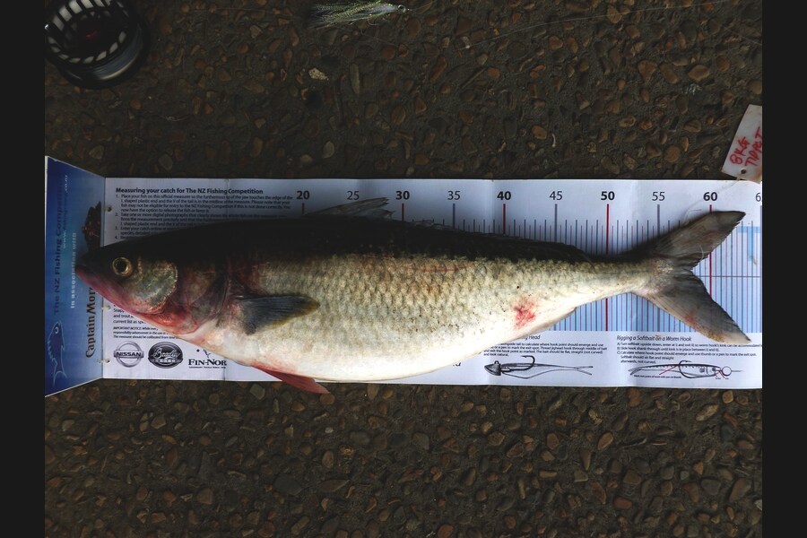Dave Adams caught this 58.0cm Kahawai at Flat Rock during The Export NZ Fishing Competition