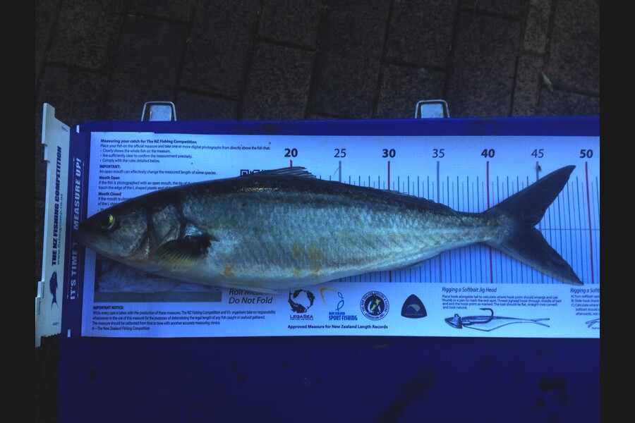 Sarah Hawkes caught this 44.0cm Kahawai at Whangarei during The Export NZ Fishing Competition