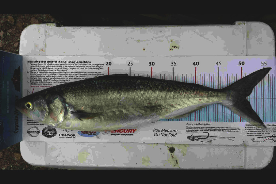 Craig Miller caught this 51.0cm Kahawai at Gisborne during The Export NZ Fishing Competition