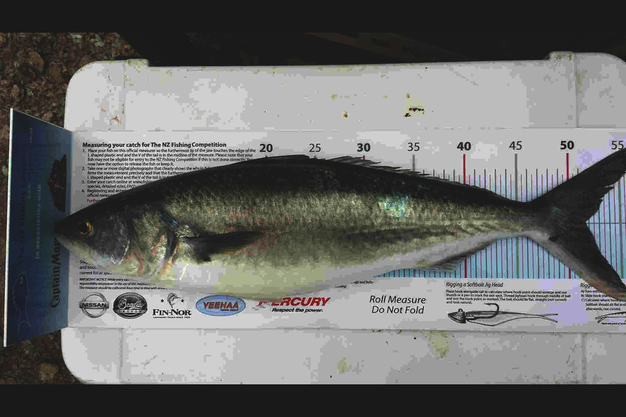Graeme Mckay caught this 51.5cm Kahawai at gisborne during The Export NZ Fishing Competition