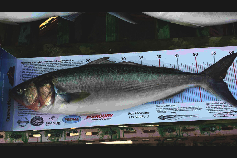 Tina  Williams-Swann caught this 56.5cm Kahawai at Gisborne during The Export NZ Fishing Competition