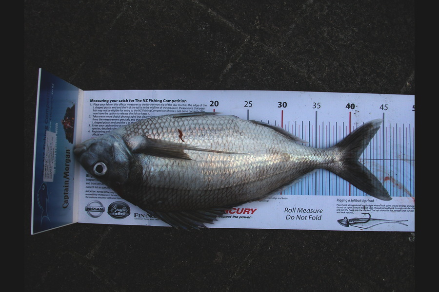 Jason Shallcrass caught this 41.0cm Tarakihi at papamoa during The Export NZ Fishing Competition