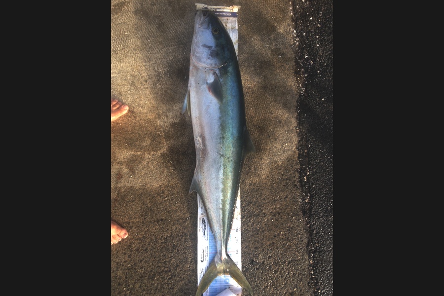 Curtis  Harris caught this 120.0cm Kingfish at Whangarei during The Export NZ Fishing Competition