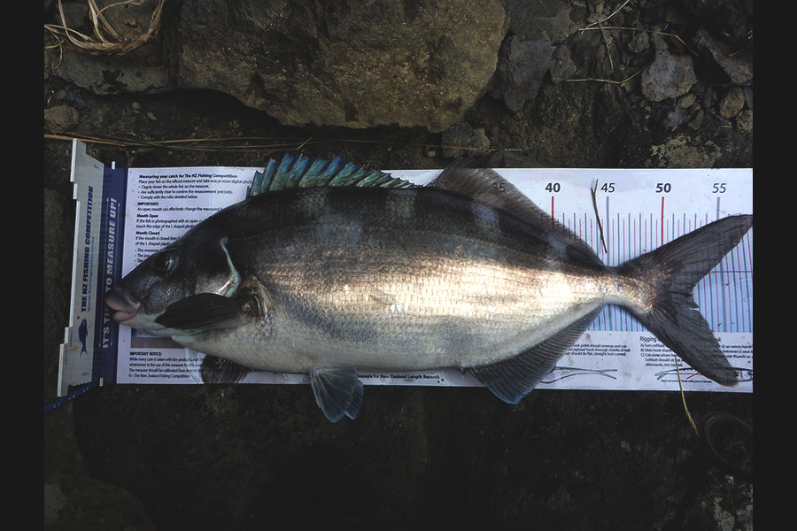 Jay Harland caught this 52.5cm Blue Moki at Banks Peninsula during The Export NZ Fishing Competition