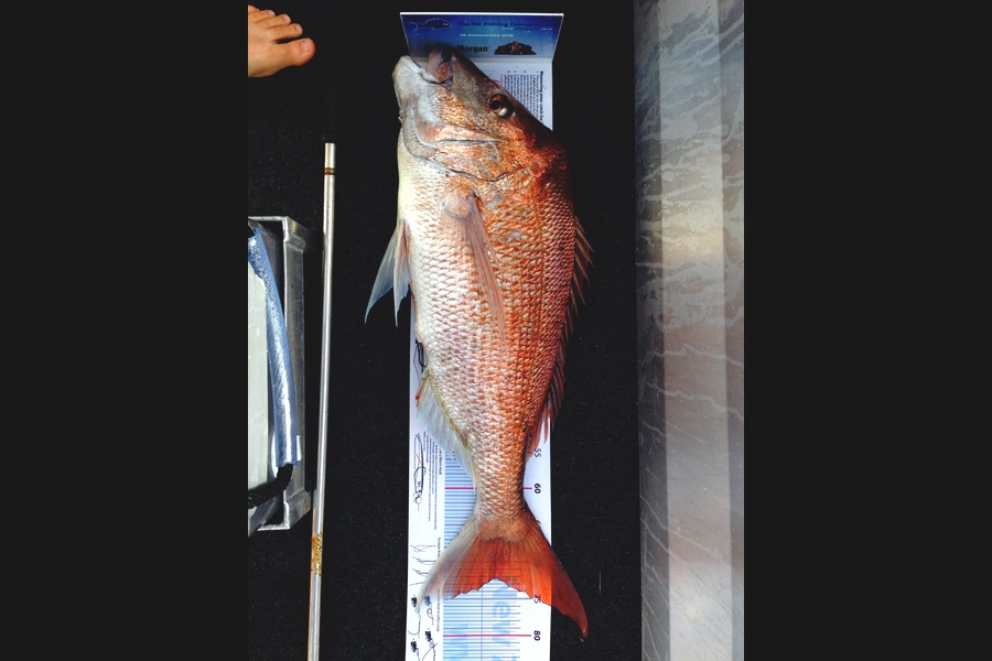 Wayne Downer caught this 72.0cm Snapper at kawau during The Export NZ Fishing Competition