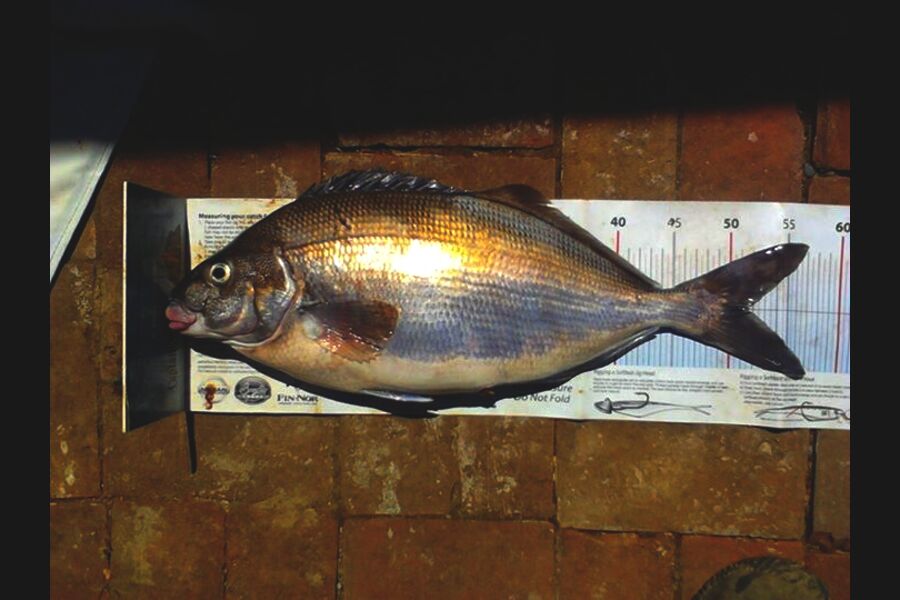 Ollie Gale caught this 51.5cm Blue Moki at banks peninsula during The Export NZ Fishing Competition