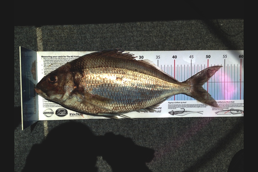 Mike Foothead caught this 48.0cm Tarakihi at Kapiti Island during The Export NZ Fishing Competition
