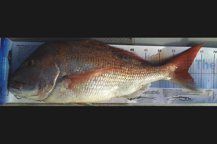 Grant Bittle caught this 60.0cm Snapper at Hauraki Gulf during The Export NZ Fishing Competition