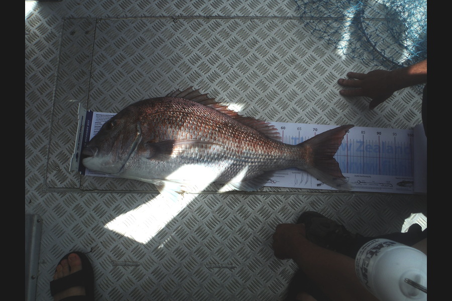 Shane Sayles caught this 75.5cm Snapper at bay of islands during The Export NZ Fishing Competition