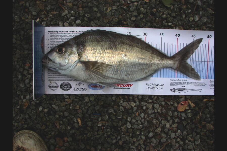 Graeme Mckay caught this 43.0cm Tarakihi at gisborne during The Export NZ Fishing Competition