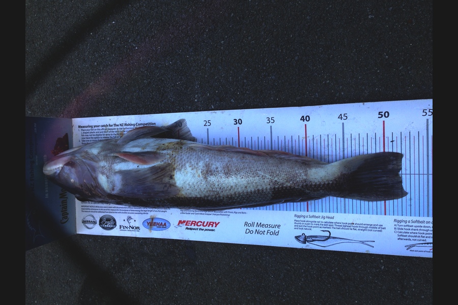 Mike Foothead caught this 51.5cm Blue Cod at Kapiti Island during The Export NZ Fishing Competition