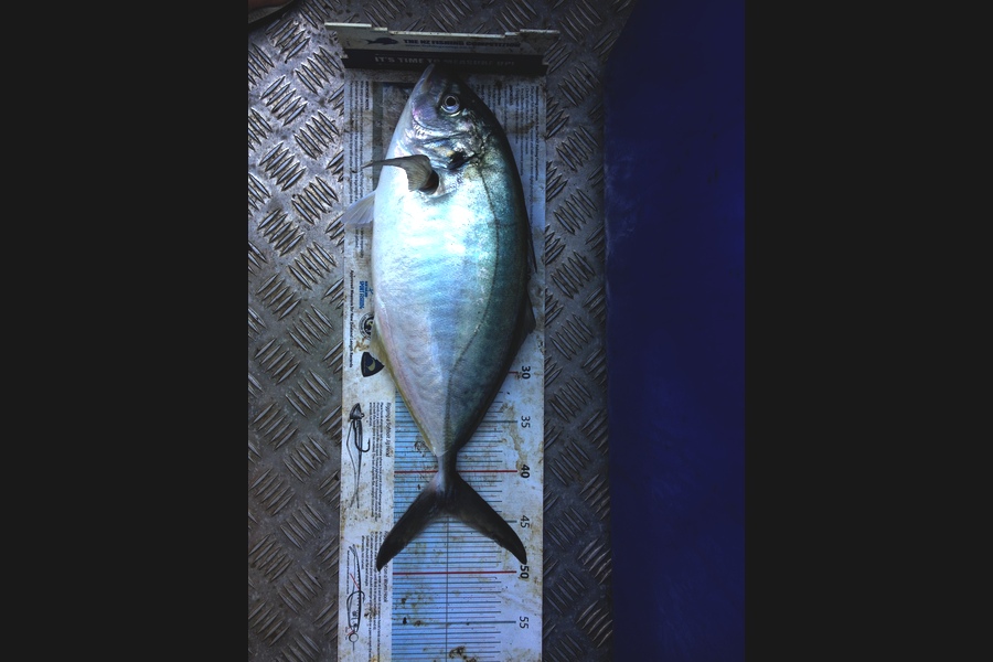Curtis  Harris caught this 44.0cm Trevally at Mokahinau's during The Export NZ Fishing Competition