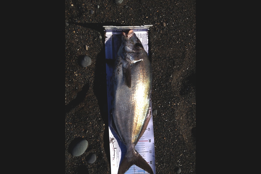 Peter Jones caught this 60.5cm Blue Moki at marlborough during The Export NZ Fishing Competition