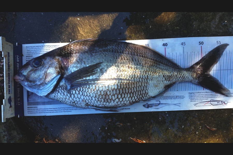 Gavin Henderson caught this 52.0cm Tarakihi at kapiti during The Export NZ Fishing Competition