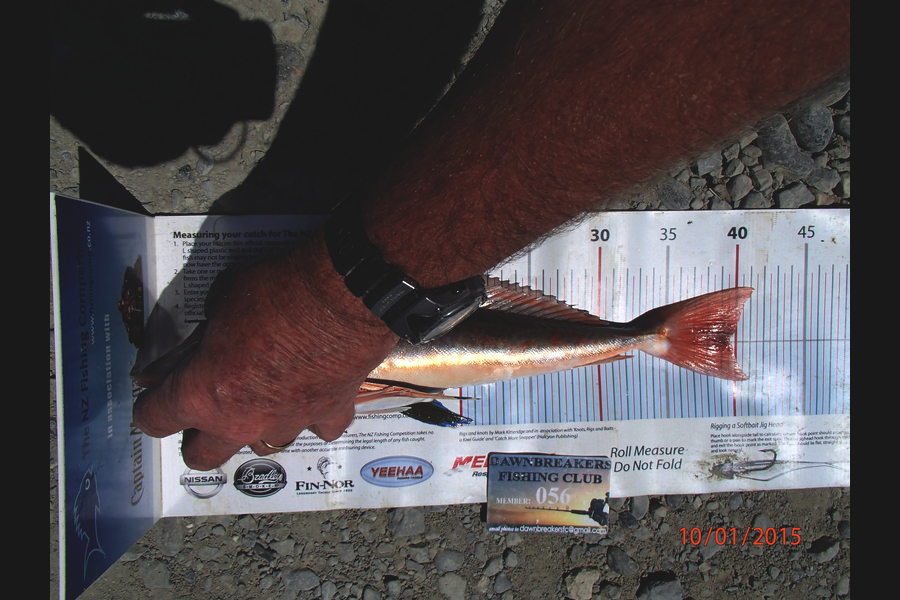 Ian R Hoskins caught this 39.5cm Gurnard at Cable Bay during The Export NZ Fishing Competition