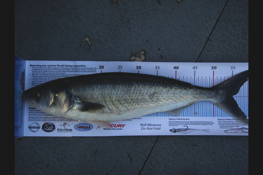 Mike Hardie caught this 55.0cm Kahawai at waipatiki napier during The Export NZ Fishing Competition