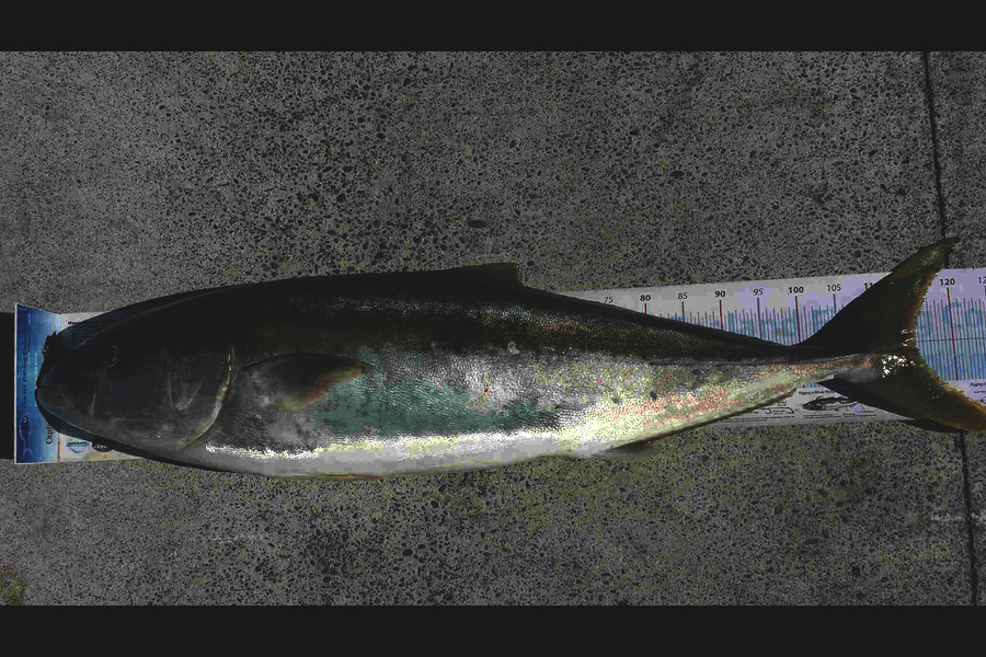 Craig Miller caught this 115.0cm Kingfish at Gisborne during The Export NZ Fishing Competition