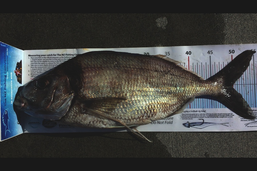 Tina  Williams-Swann caught this 50.0cm Tarakihi at Gisborne during The Export NZ Fishing Competition
