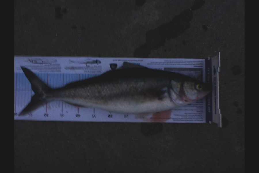 Stephen Attwood caught this 54.0cm Kahawai at Whananaki during The Export NZ Fishing Competition