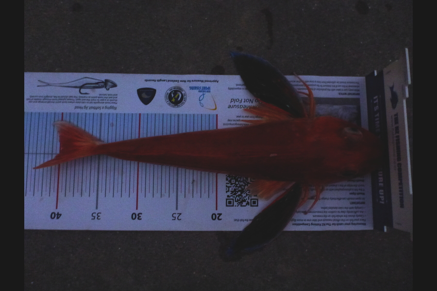 Janet Attwood caught this 39.5cm Gurnard at Whananaki during The Export NZ Fishing Competition