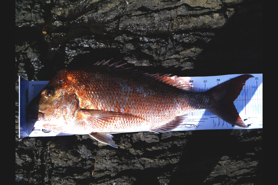 Owen Wills caught this 75.5cm Snapper at coromandel during The Export NZ Fishing Competition